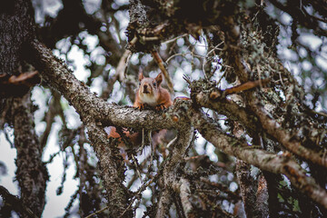 Squirrel in the tree, in the National Park Fulufjallet in Sweden.
