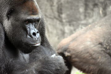 Gorilla at the zoo
