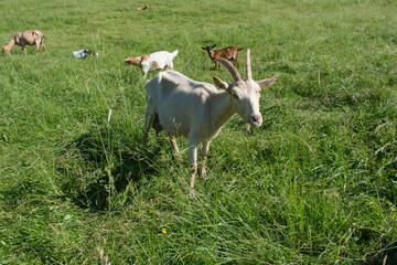 Mehrere Ziegen auf einer grünen Weide im Gras