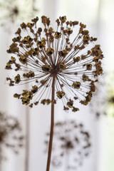 Dry onion inflorescences with seeds