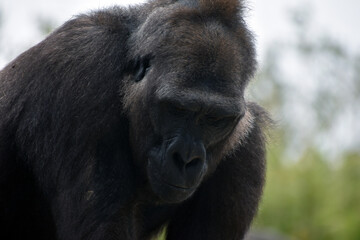 Gorilla at the zoo