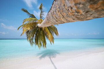 Palm tree on idyllic white sand beach. Turquoise color of sea in Maldives.