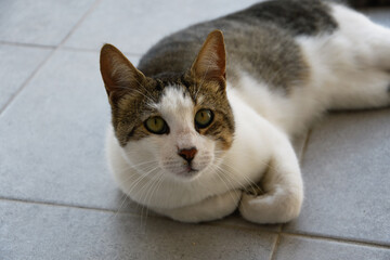 a white cat with gray and beige patches lies on the floor
