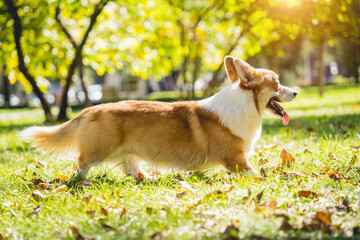 Portrait of cute welsh corgi dog at the park.