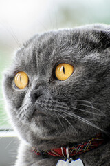 Cute scottish fold grey cat with orange eyes looks out the window