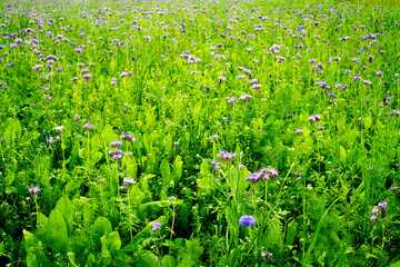 grass and flowers