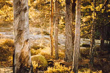 autumn in the forest