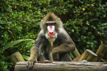 Portrait of a baboon