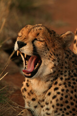 Cheetah in the bush in the wild yawning and hunting at dusk 