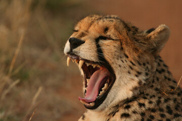 Cheetah in the bush in the wild yawning and hunting at dusk  © Phillip