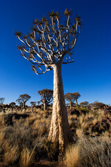 Sunset Quiver tree in the Quiver tree forest over a stony landscape in Keetmans hoop in Namibia