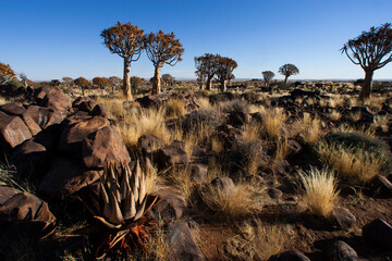 Sunset Quiver tree in the Quiver tree forest over a stony landscape in Keetmans hoop in Namibia