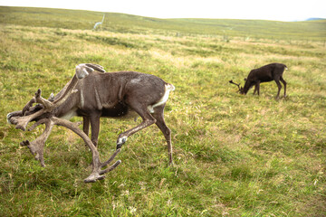 The Cairngorm Reindeer Herd is free-ranging herd of reindeer in the Cairngorm mountains in Scotland. - 475891241