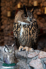 Cuty baby owl and big owl as smart stand