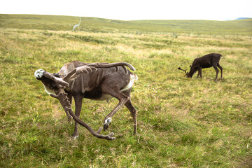The Cairngorm Reindeer Herd is free-ranging herd of reindeer in the Cairngorm mountains in Scotland. - 475891287