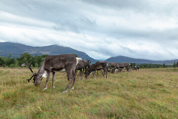 The Cairngorm Reindeer Herd is free-ranging herd of reindeer in the Cairngorm mountains in Scotland. - 475891469