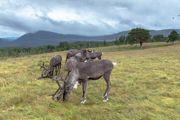 The Cairngorm Reindeer Herd is free-ranging herd of reindeer in the Cairngorm mountains in Scotland. - 475891490