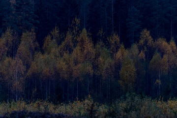 autumn forest pattern, smaller deciduous trees with yellow foliage and big coniferous trees on background