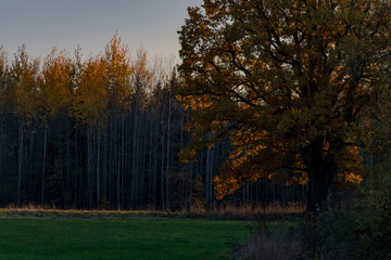 Fototapeta premium big wide oak tree in green field, yellow orange blurred birches on background, October in Latvia countryside