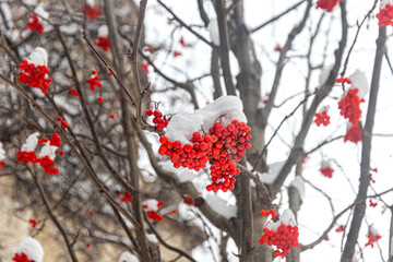 Branches with clusters of bright red mountain ash with snow caps on top