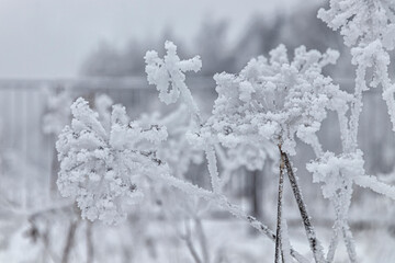 Frozen, abundantly covered with frost and snow shrub branches