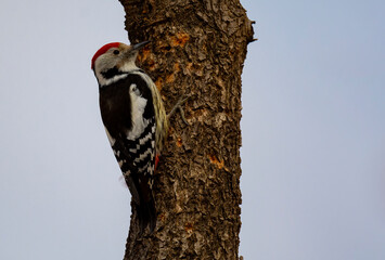 Middle Spotted Woodpecker.middle spotted woodpecker tree pecking ( Dendrocoptes medius )