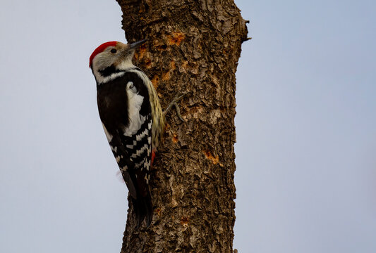 Middle Spotted Woodpecker.middle spotted woodpecker tree pecking ( Dendrocoptes medius )