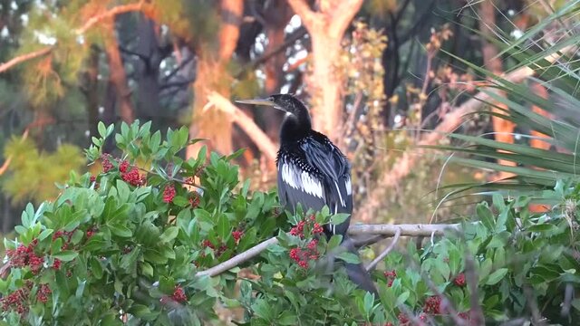 Tropical Anhingas aquatic bird drying wings in the brush at edge of a tropical pond; guarding the perimeter. Black feathers with white stripes on the wings. Medium view 328