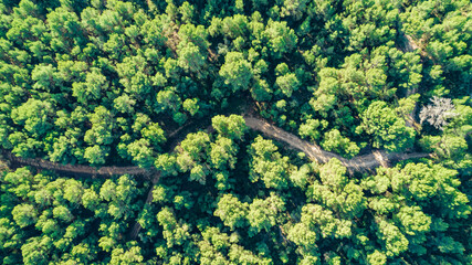 Green landscape top view green trees and road aerial view drone photography destination metaphor