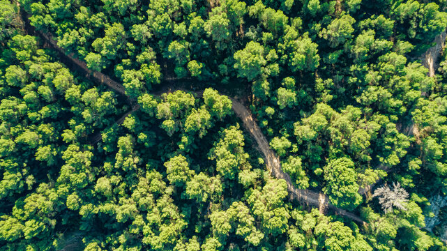 Fototapeta Green landscape top view green trees and road