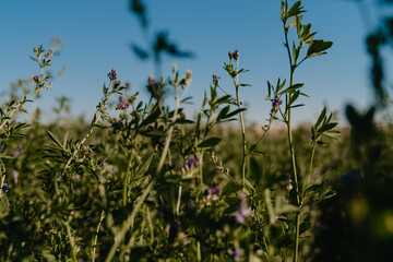 field of wheat