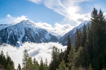 Fototapeta premium Wunderschöne Berglandschaft mit schneebedeckten Bergen und Tannen im Vordergrund im Zillertal in Österreich