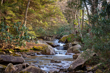 stream in the forest