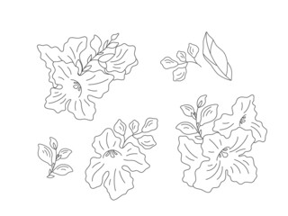 Decorative flowers set - a sprig (Chitalpa tashkentensis), flowers and leaves on a white background, flat illustration. Set for your elegant design compositions. Line art vector illustration.