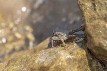 Characteristic specimen of Mediterranean crab on rocks
