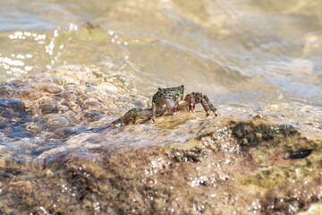 Characteristic specimen of Mediterranean crab on rocks