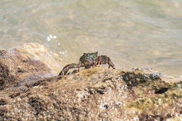 Characteristic specimen of Mediterranean crab on rocks