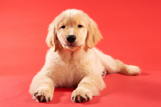 Cute golden retriever puppy dog on red background smiling with a confident smirk. 