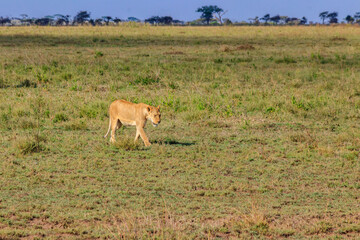 Lioness (Panthera leo) walking in savannah in Serengeti national park, Tanzania