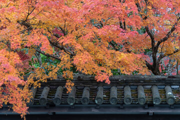 Maple tree on the top japanese roof