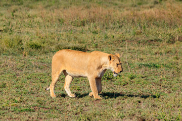 Lioness (Panthera leo) walking in savannah in Serengeti national park, Tanzania
