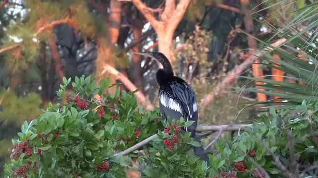 Tropical Anhingas aquatic bird drying wings in the brush at edge of a tropical pond; guarding the perimeter. Black feathers with white stripes on the wings. Medium view 329 3
