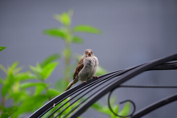 Sperling auf Gitter