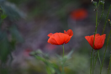 Closeup shot of bright red poppies