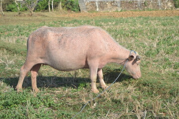 Albino buffalo or white buffalo eating grass in the field