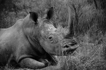 Black and white Rhinoceros, Welgevonden Game Reserve, South Africa
