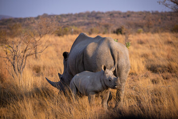 Baby Rhinoceros with his mother, Welgevonden Game Reserve, South Africa