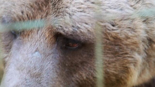 Brown bear lies in the wild forest on a summer day, close-up. Wild Carpathian bear living in Wood in the natural environment. Imprisoned huge bear inside zoo reserve. 4K