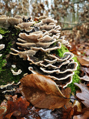 Grzyby © Monika Janiak-Klicha