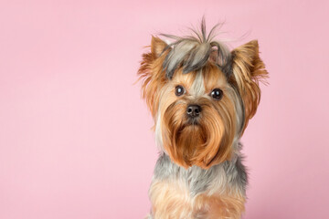 Adorable Yorkshire Terrier with a funny hairstyle close-up on a pink background, place for text.